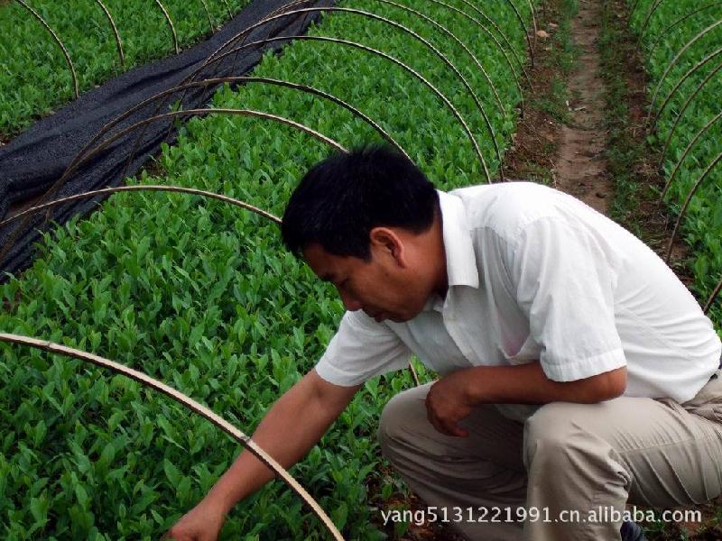 供應(yīng)四川大白茶