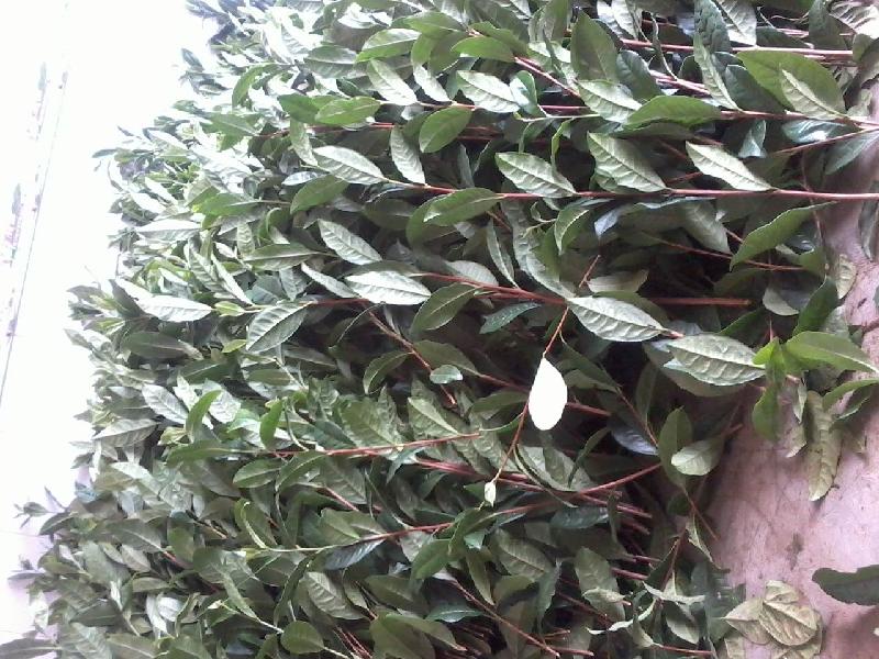 供應(yīng)用于種植的云南茶苗、楚雄州茶苗、大葉種茶苗