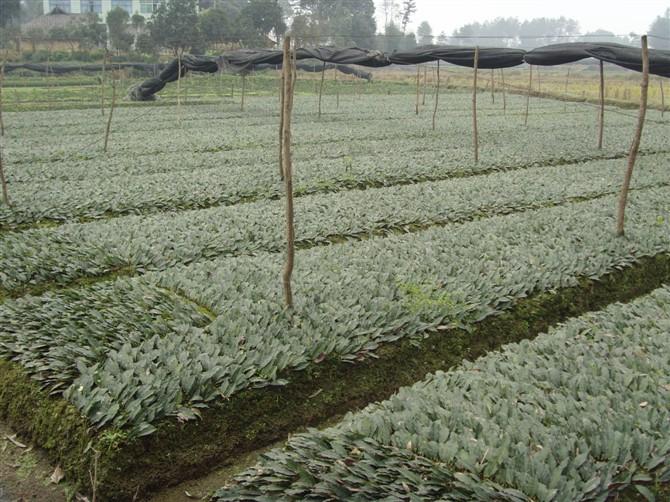 供應(yīng)烏牛早茶苗龍井茶苗迎霜茶苗、四川茶苗苗圃基地