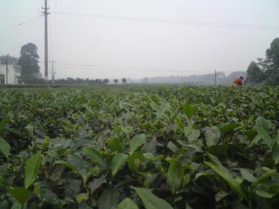 供應(yīng)龍井茶苗