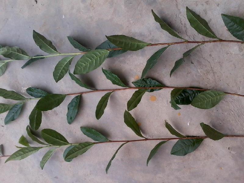 供應(yīng)四川大白茶