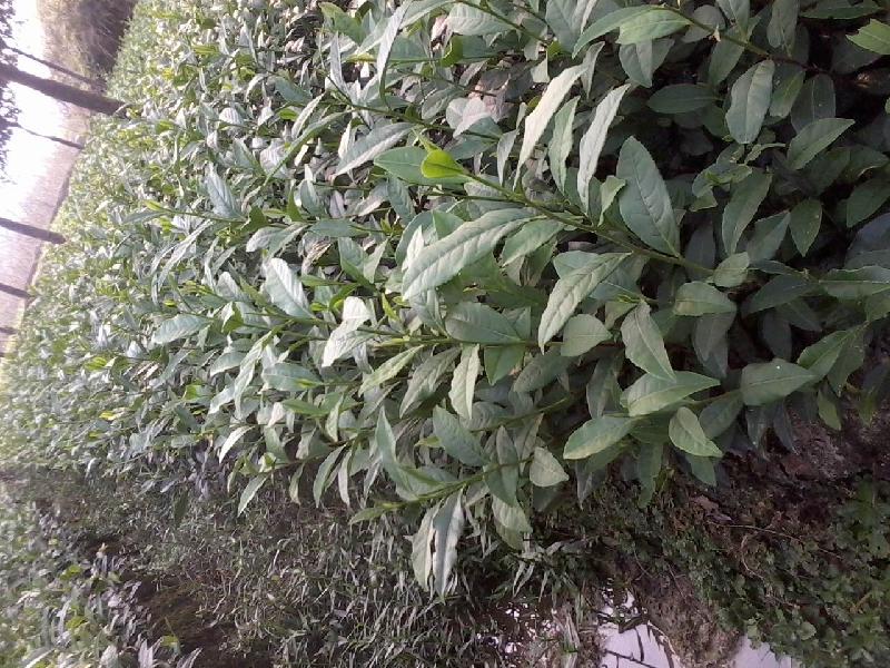 供應(yīng)大量龍井茶苗龍井茶苗的特點(diǎn)
