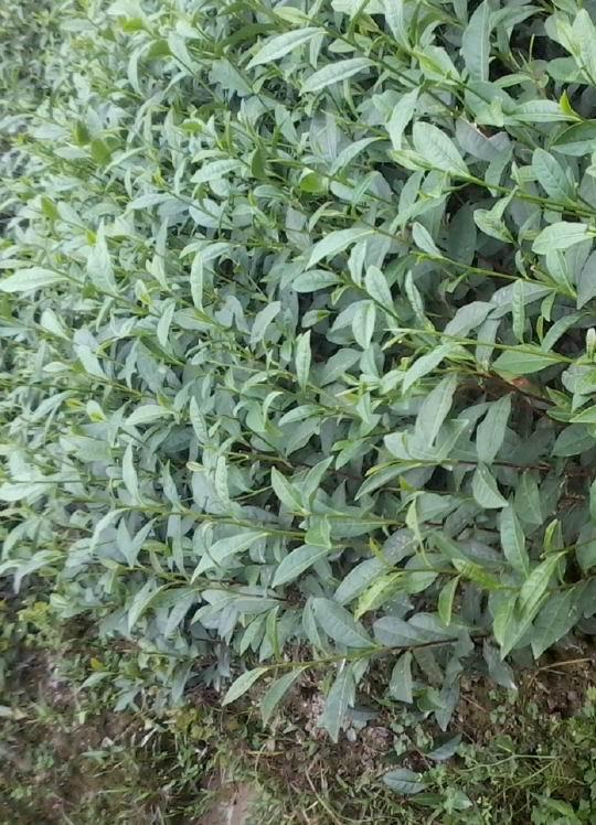 供應(yīng)福鼎九號(hào)龍井茶苗*出售