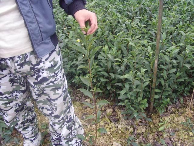 供应茶苗贵州茶苗、贵州四川茶苗、贵州贵阳茶叶苗