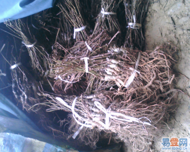 供應(yīng)四川紅心獼猴桃苗紅心果苗、四川獼猴桃實生苗、紅陽獼猴桃苗