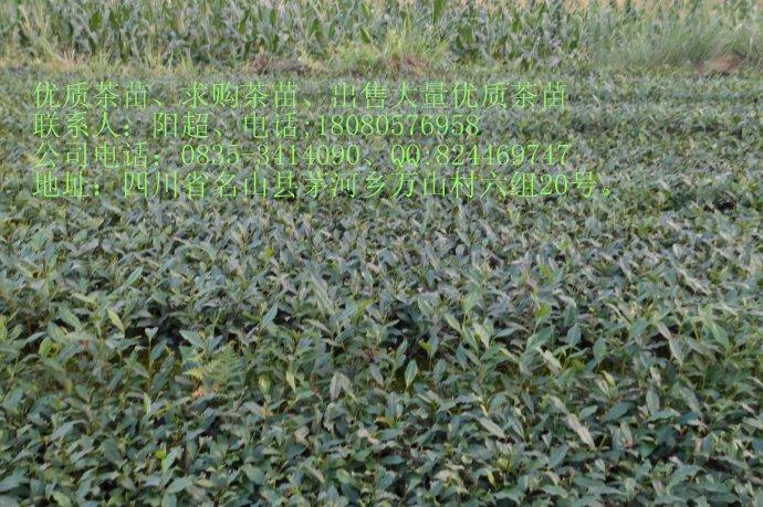 供應九江茶苗、吉安茶苗、宜春茶苗、江西九江大量茶苗