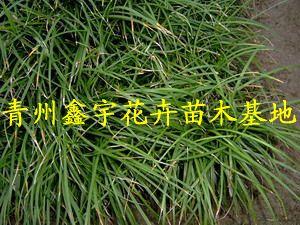 青州北海道黃楊價格圖片