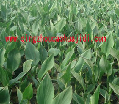 山東花卉市場青州花卉市場山東花卉圖片