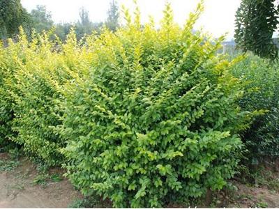 山東大菊花青州大菊花大菊花基地圖片