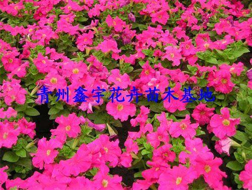 山東菊花山東菊花基地圖片