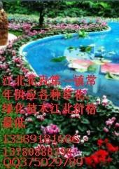 黃樓花卉批發(fā)市場青州花卉市場山東圖片