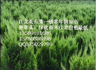 青州花卉市場山東花卉市場圖片