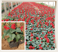 濰坊一串紅青州一串紅山東一串紅圖片