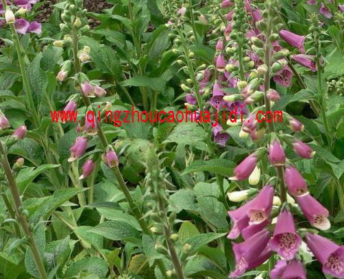 供應(yīng)草花花壇草花