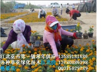 天津綠化苗木天津草花天津雪松圖片