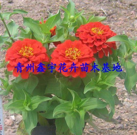 青州大菊花青州菊花圖片