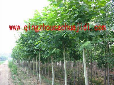 濰坊花卉市場山東花卉市場黃樓圖片