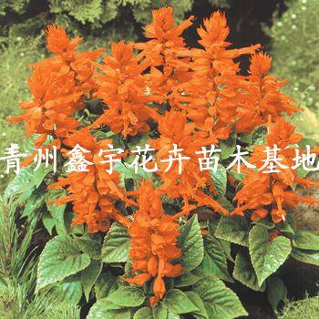 山東草花黃樓草花青州草花批發(fā)草花圖片