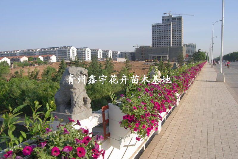 批發(fā)三色堇一串紅矮牽牛萬壽菊?qǐng)D片