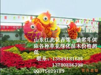草花山東草花濰坊草花圖片