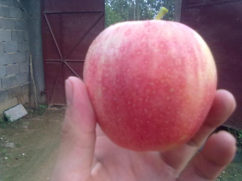 山東紅富蘋果 冷庫(kù)蘋果 今日蘋果價(jià)格 哪里紅富士便宜