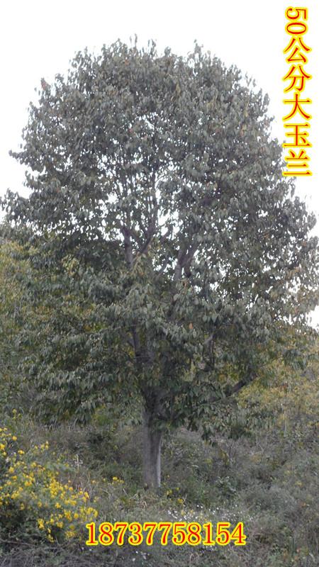 供應18公分玉蘭