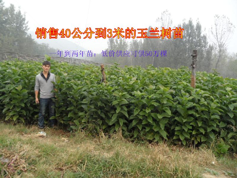 供應(yīng)紅玉蘭黃玉蘭紫玉蘭白玉蘭望春玉蘭小苗*銷售大量供應(yīng)河南南陽