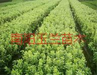 供應(yīng)新鄉(xiāng)五角楓，新鄉(xiāng)五角楓種子，新鄉(xiāng)五角楓種子價格