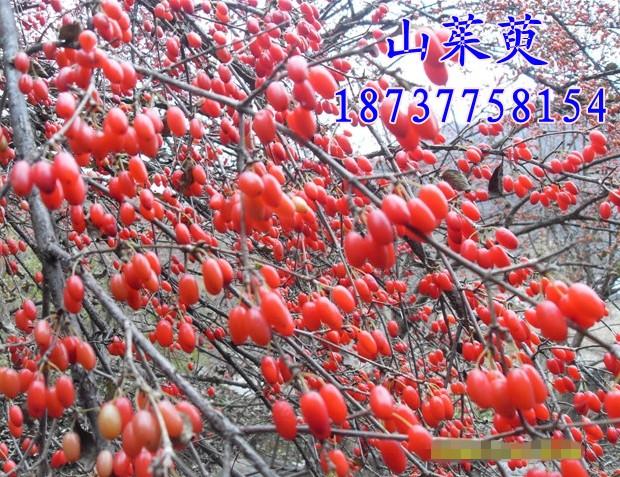 供應河南南陽百日紅樹百日紅價格百日紅小苗百日紅報價