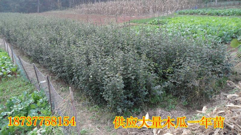 供應(yīng)紅玉蘭黃玉蘭紫玉蘭白玉蘭望春玉蘭小苗*銷售大量供應(yīng)河南南陽