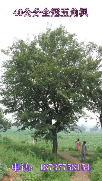 供應(yīng)河南五角楓原生全冠可帶土球全冠