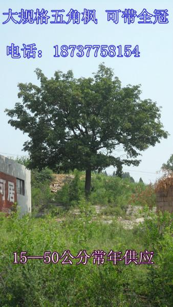 產(chǎn)地直銷圖片/產(chǎn)地直銷樣板圖 (2)