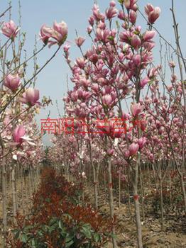 供應(yīng)紫玉蘭小苗報(bào)價(jià)，優(yōu)質(zhì)紫玉蘭小苗報(bào)價(jià)，河南優(yōu)質(zhì)紫玉蘭小苗報(bào)價(jià)
