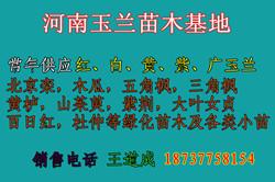 供应河南木瓜一年两年苗杜仲一年苗两图片