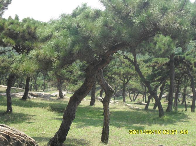 供應(yīng)黑松苗圃_那里有黑松苗圃_黑松苗圃價格
