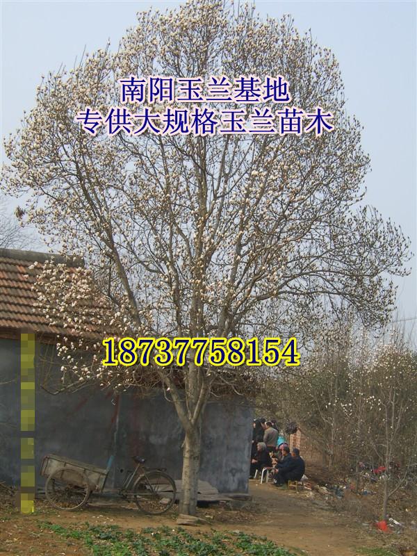 供應(yīng)流蘇種子大量供應(yīng)銷售