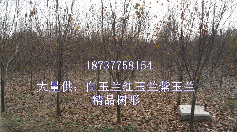 供應黃玉蘭價格/黃玉蘭報價