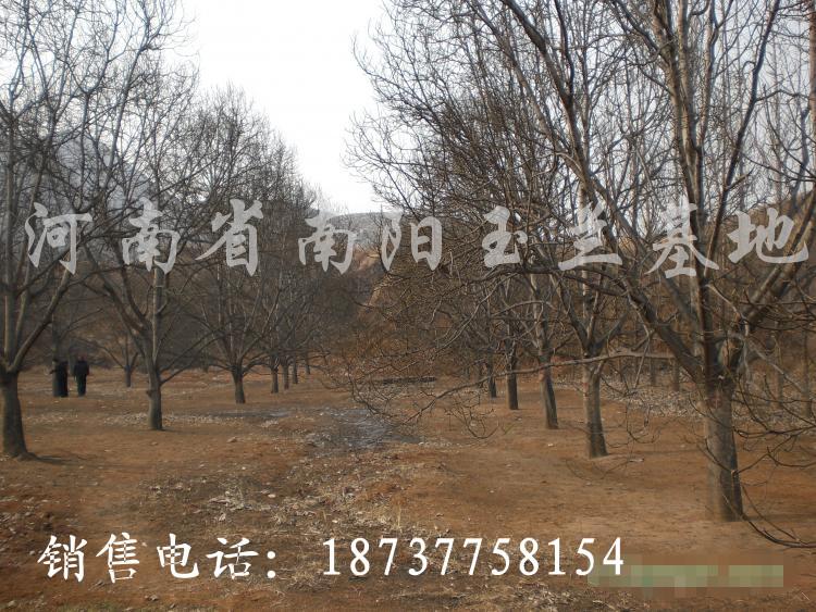 供应辛夷树南阳玉兰价格玉兰玉兰种子河南玉兰基地