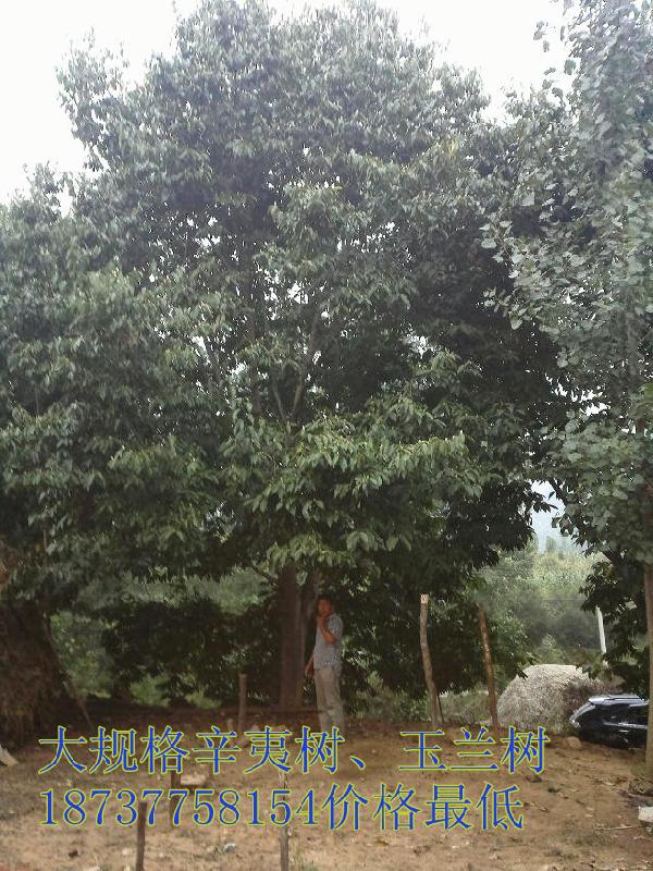 供應(yīng)專業(yè)培育黑松苗圃，那里有黑松苗圃，黑松苗圃價(jià)格