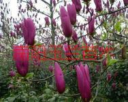 北京紫玉蘭圖片