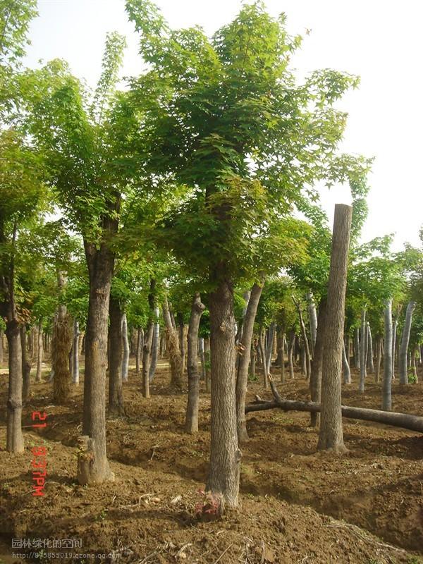 五角楓價(jià)格五角楓產(chǎn)地在哪里圖片