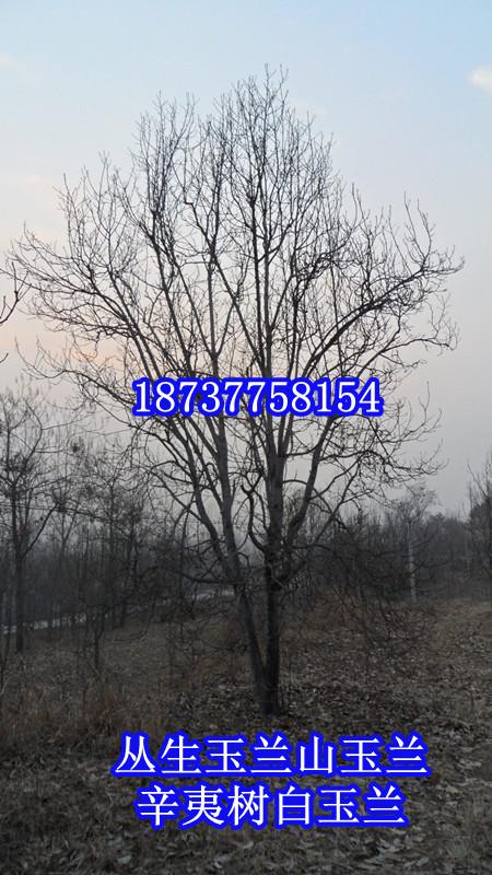 供應(yīng)五角楓苗木基地