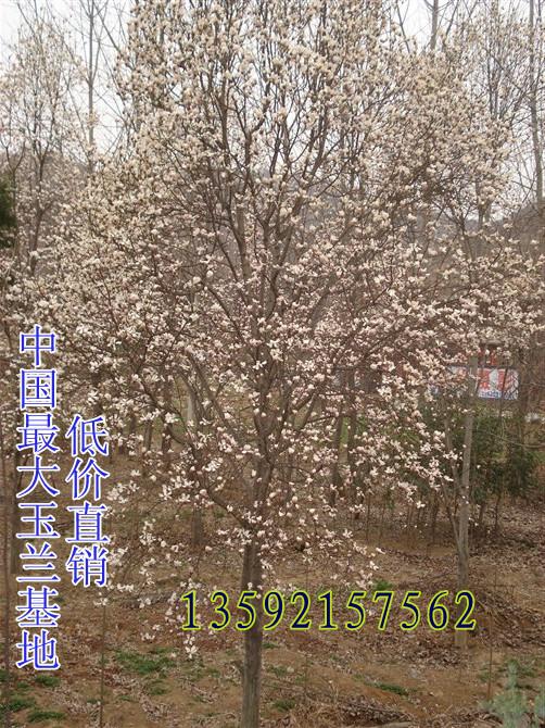 供應18公分玉蘭