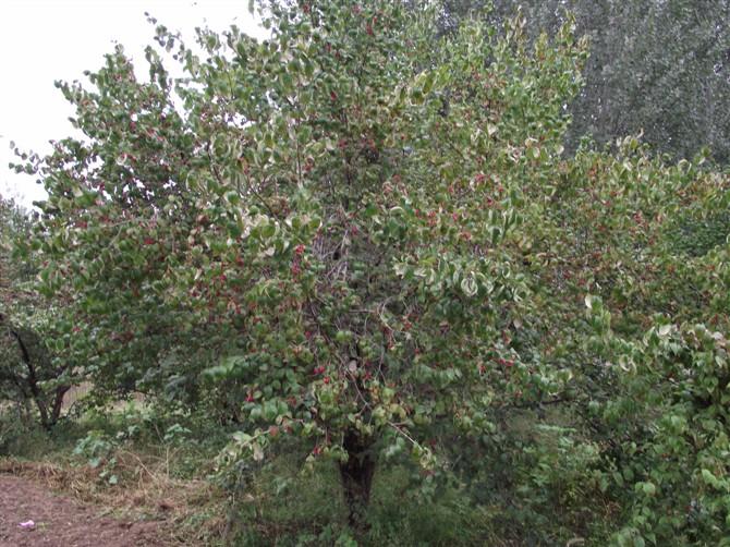 供應(yīng)山茱萸價格，山茱萸供應(yīng)，山茱萸園林