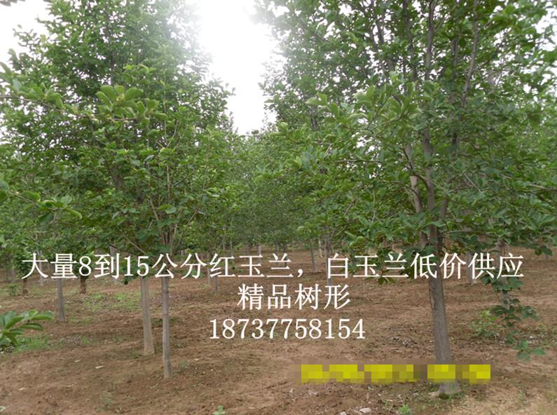 供應(yīng)紅玉蘭訂購(gòu) 10公分紅玉蘭  紅玉蘭價(jià)格 紅玉蘭樹苗 紅玉蘭供應(yīng)