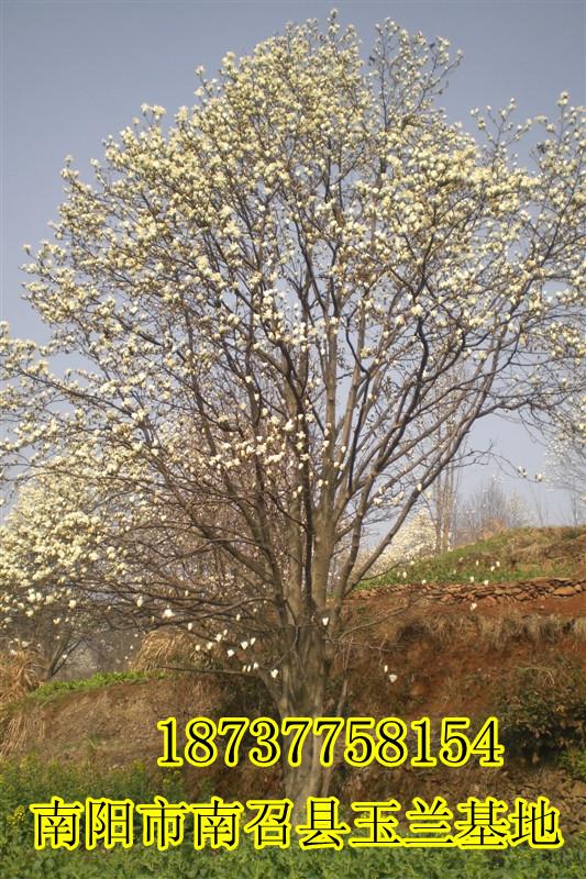 供應(yīng)玉蘭苗木基地