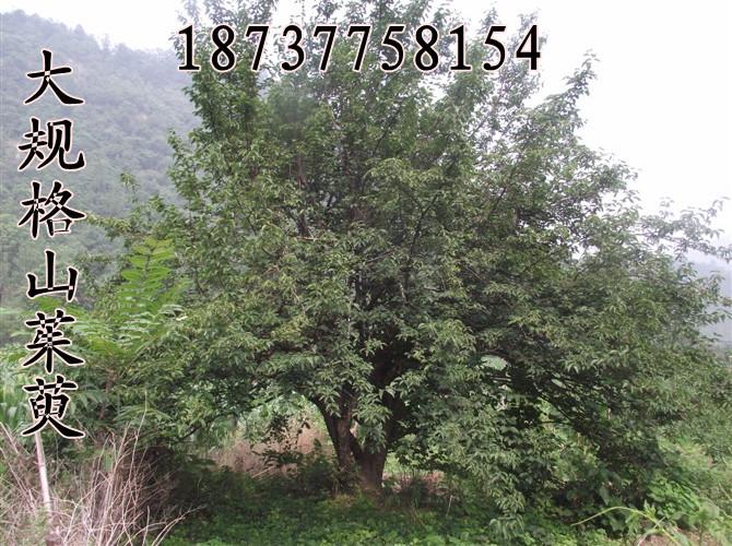 供應(yīng)山茱萸價格，山茱萸供應(yīng)，山茱萸園林