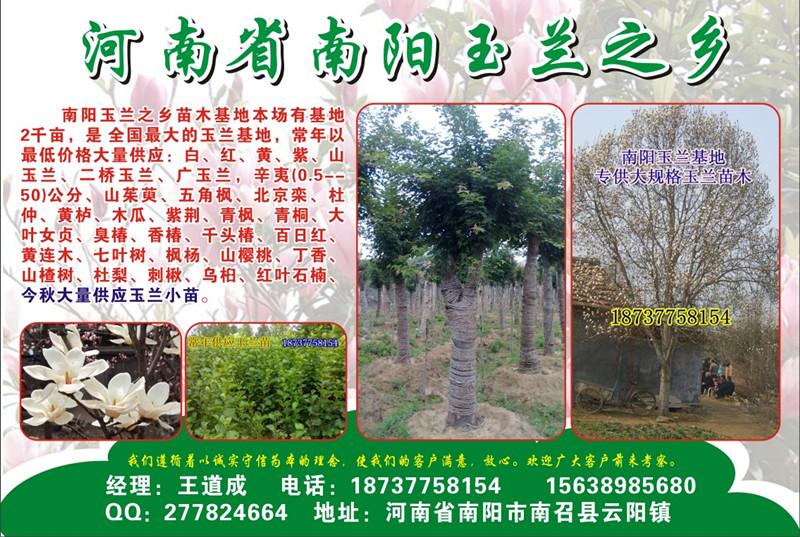 供應10公分元寶楓，12公分元寶楓，14公分元寶楓，16公分元寶楓