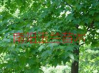 供應(yīng)10公分五角楓，10公分五角楓樹苗，10公分五角楓報(bào)價(jià)