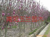 供應(yīng)紫玉蘭小苗報(bào)價(jià)，優(yōu)質(zhì)紫玉蘭小苗報(bào)價(jià)，河南優(yōu)質(zhì)紫玉蘭小苗報(bào)價(jià)